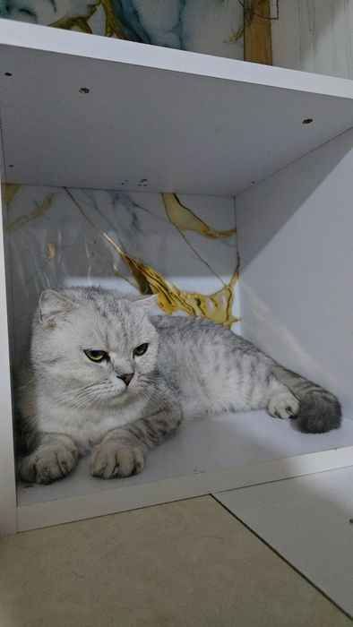 Серебристый табби шиншилла девичка и мальчик