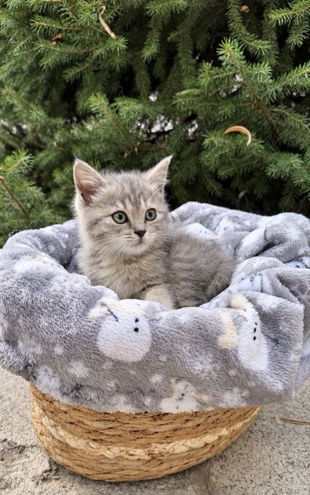 Котята ищут дом