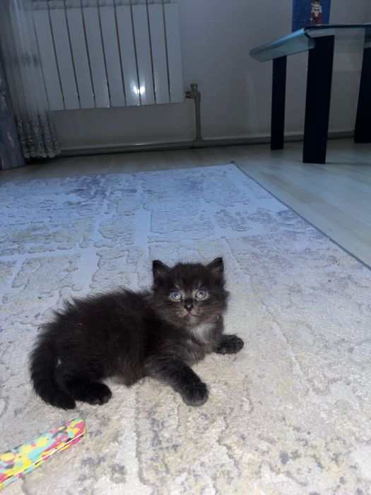 Голубоглазые котята