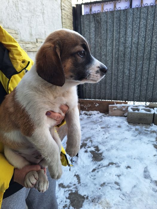 Отдам в хорошие руки