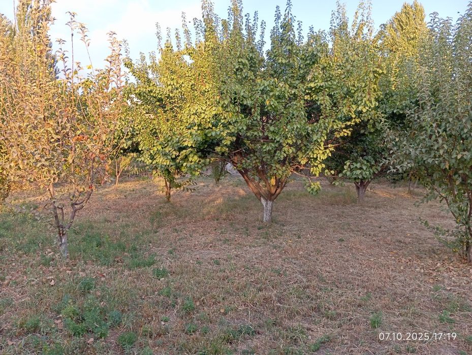 Бустонлик туманида 20 сотих уй сотилади.Булип сотиш варианти хам бор!