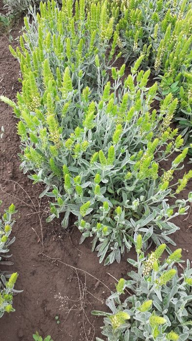 Мурсалски  чай на едро  и дребно