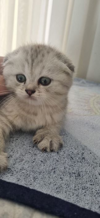 Продается кот вислоухий