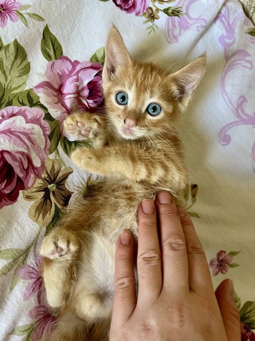 Отдам котят в добрые руеи