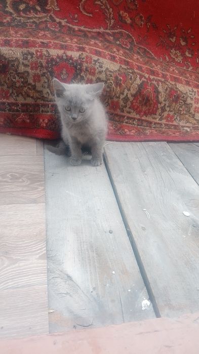 Срочно Котёнок британец...
