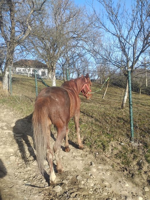 De vânzare armăsar