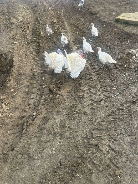 Vand curci si curcani