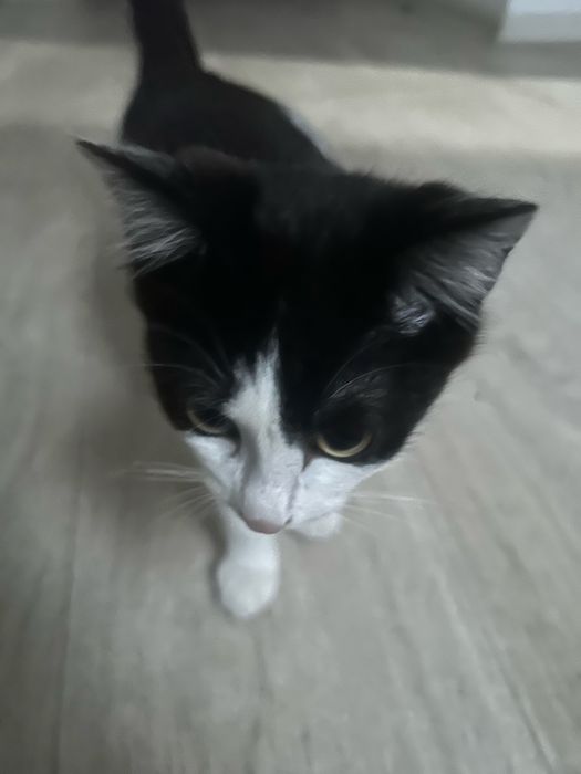 Отдам в хорошие руки котенка