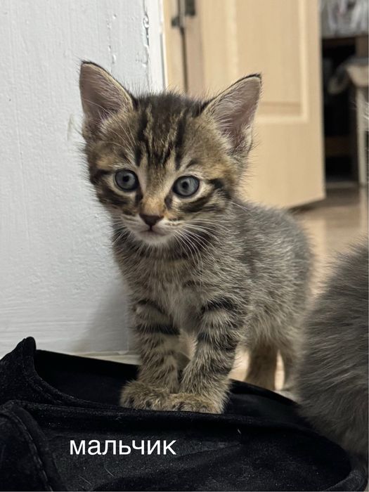 отдам котят бесплатно
