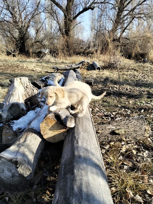 Охотничный собака