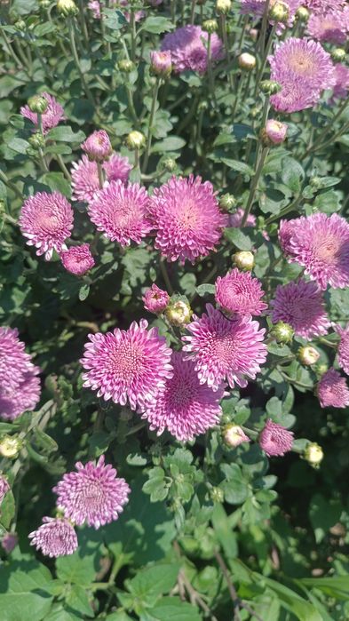 Хризантема, колокольчик