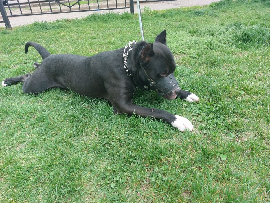 Вязка !!! Американский пит- бультерьерр ...