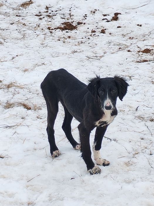 Продам щенка казахской тазы. (девочка)