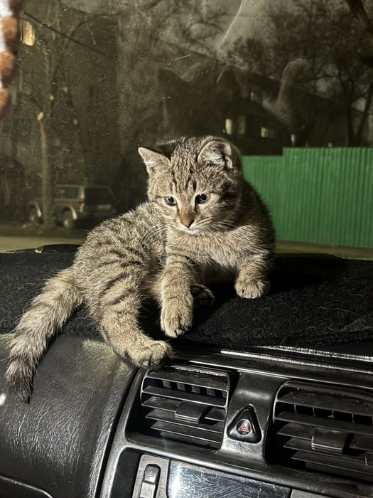 Котенок в добрые руки