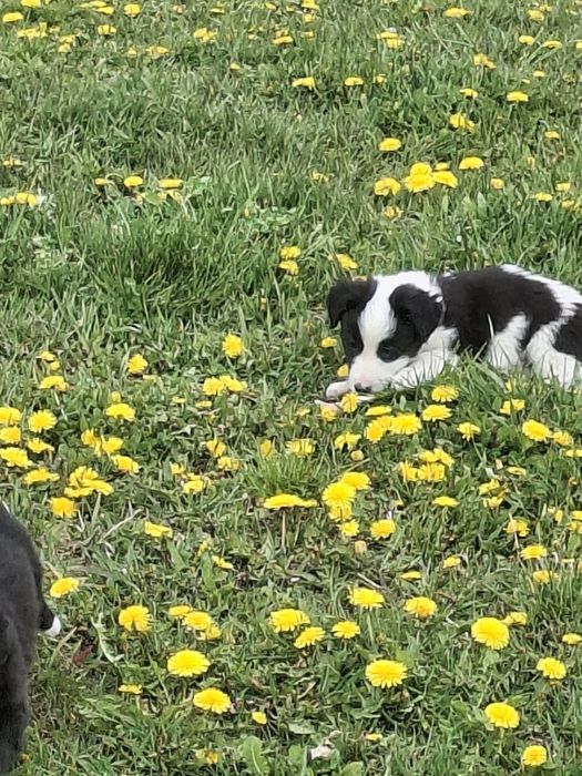 Dau spre adopție 5 căței frumoși