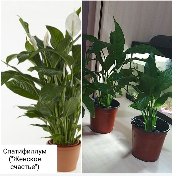 Комнатные цветы.Долларовое дерево.