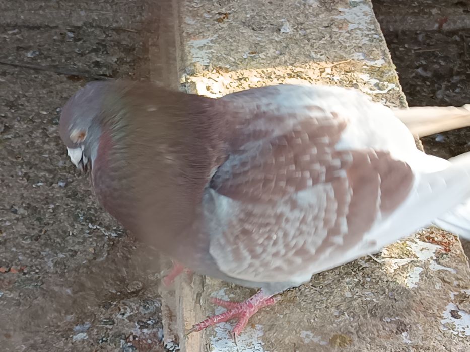 Vând  porumbei voiajori (zona comuna Berceni)