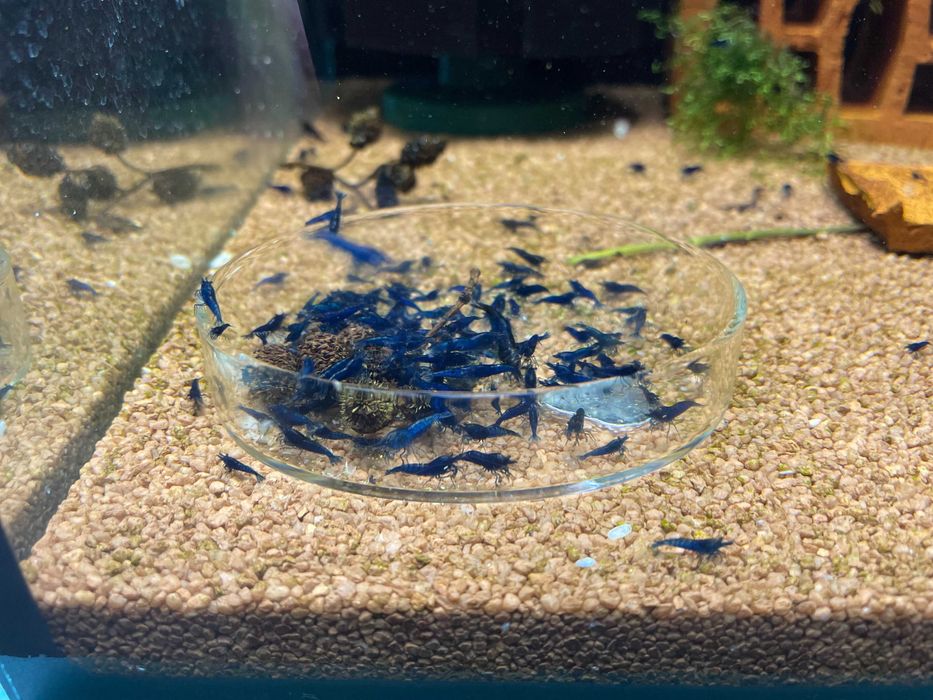 Сладководни скариди - Neocaridina Blue dream