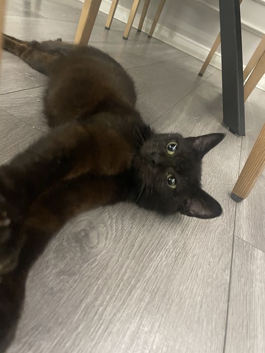 Кошка в хороший руки