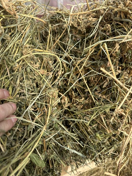 De vanzare baloti de fan si lucerna cantitati  mari si mici!