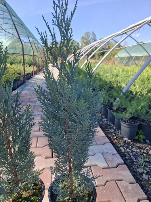 Producator vand Chiparos Lawsoniana