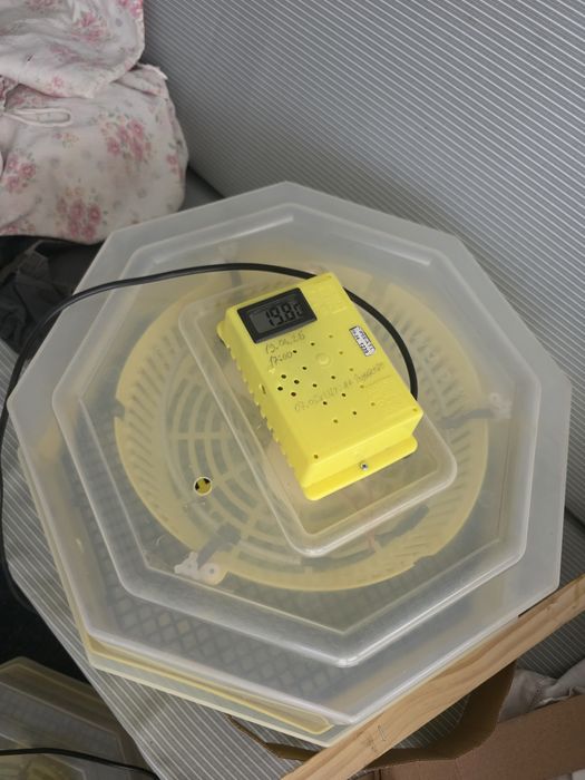 Incubator Cleo5 perfect functional