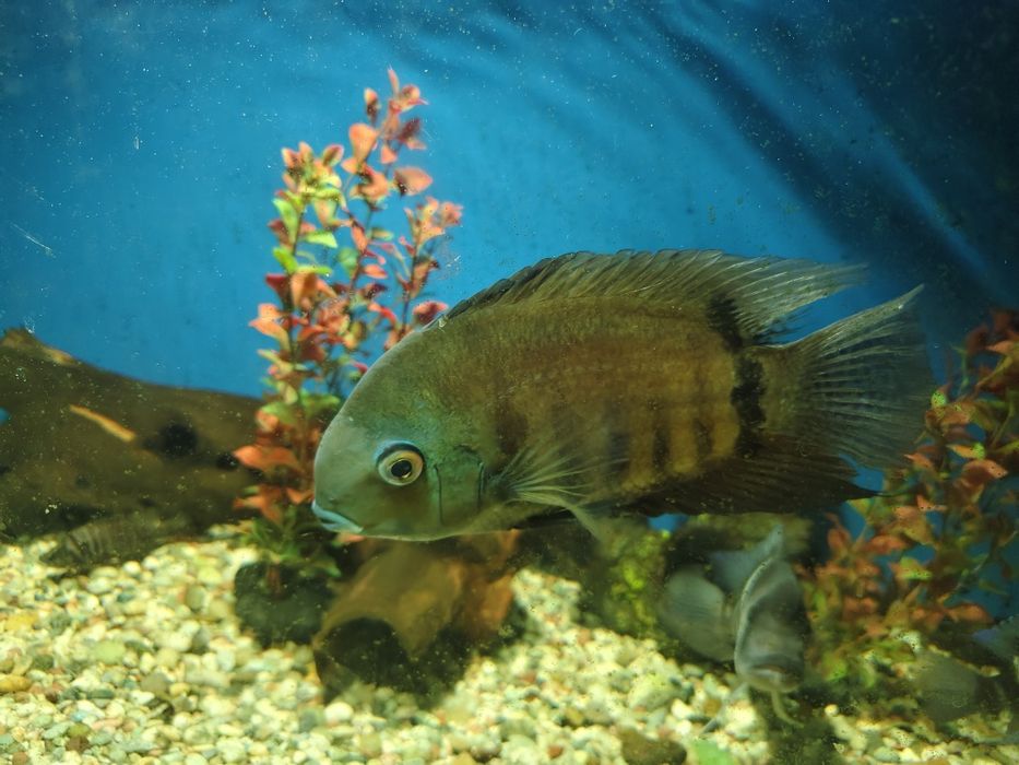 Продам аквариум 350 литров