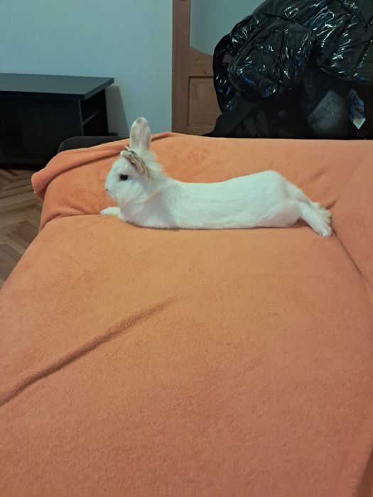 Iepure de vânzare împreună cu cusca