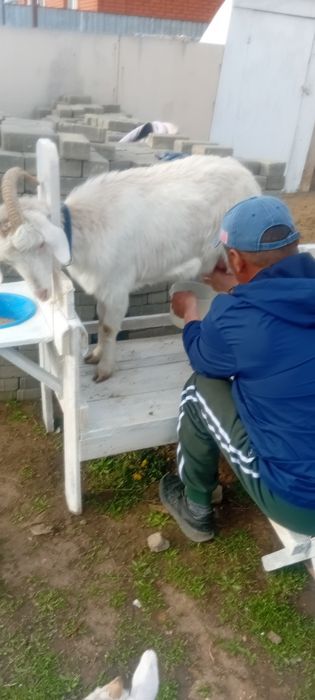 Ешкі сауатын станок
