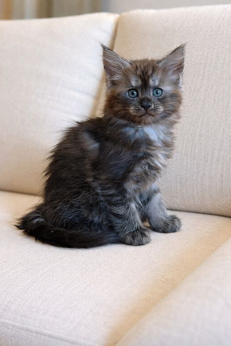 Продажа Котят Мейн -кунов