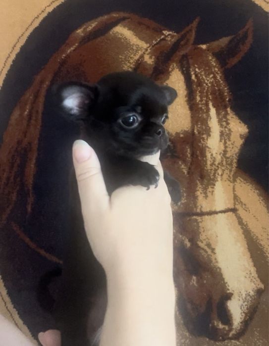 ЧИХУАХУА щенки, 2 месяца