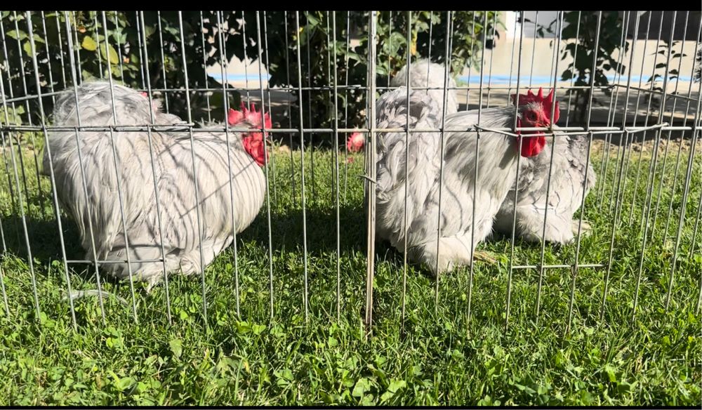 Cochinchina pitic 3+1