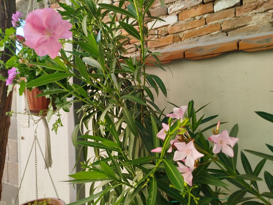 Зокум / Олеандър