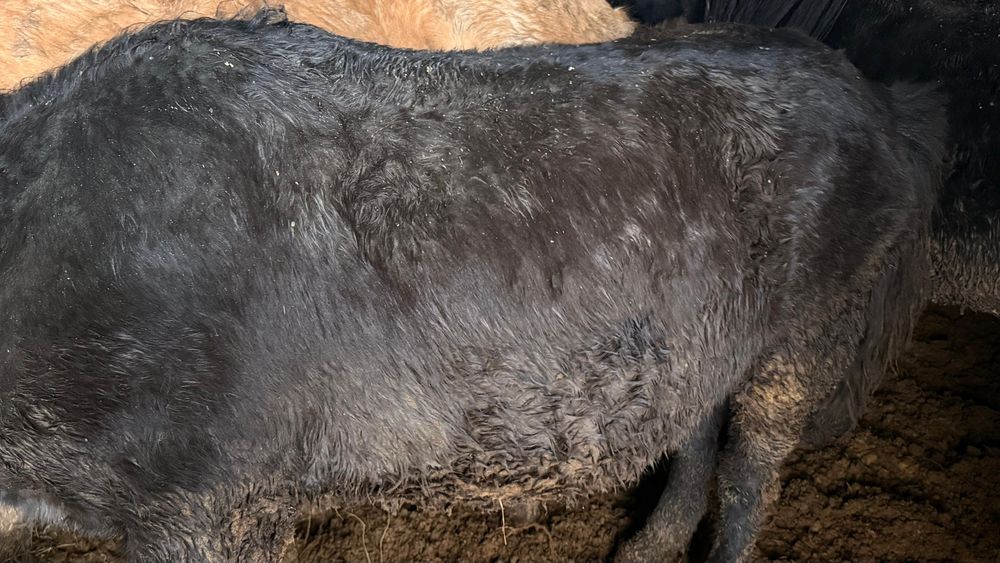 Жабағы, тай, соғым