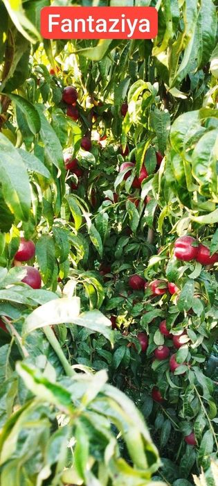 Мевали кучатлар карлик ва полкарлик