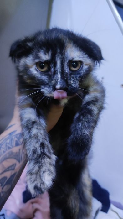 Отдам даром кошку и катёнка