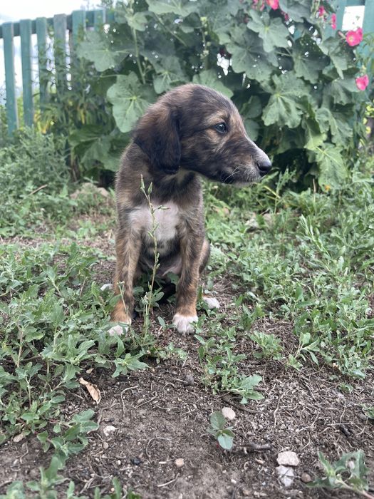 Тазы күшіктері ( щенки тазы)