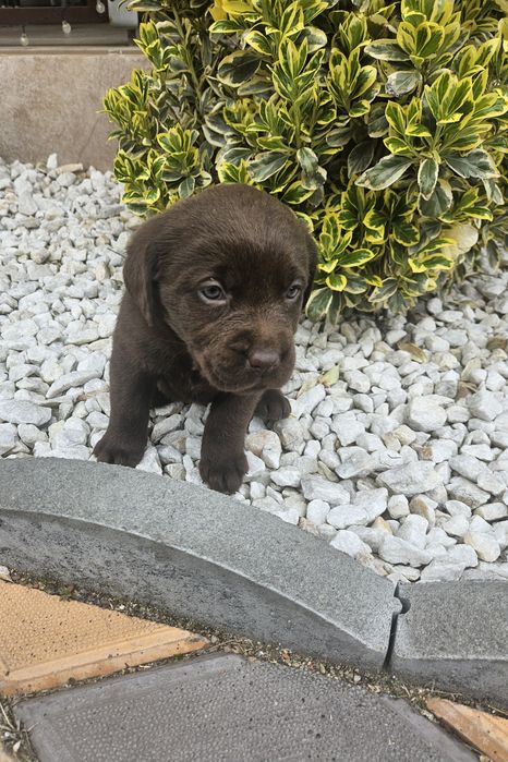 Femela Labrador Ciocolatiu