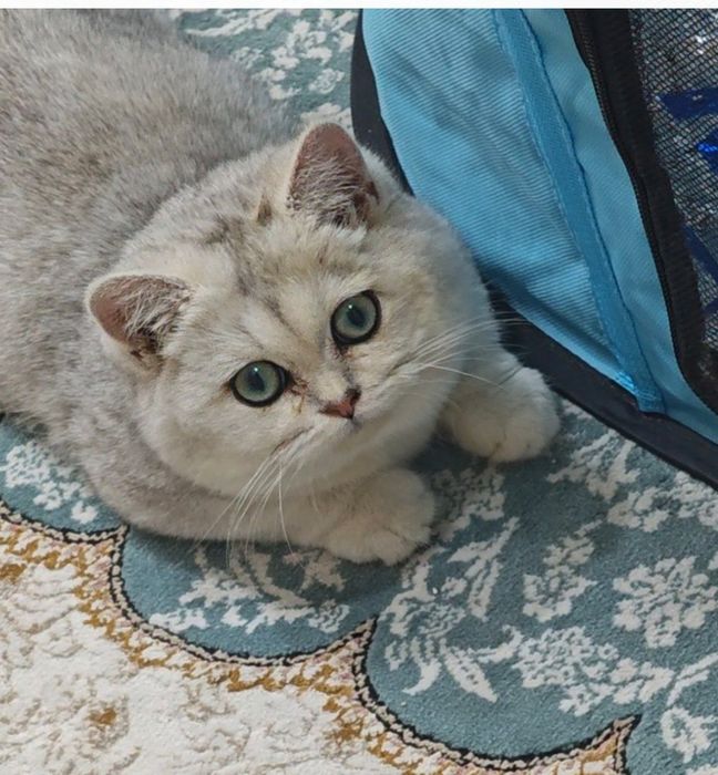 ,Манчкин котята  мальчик и девочка