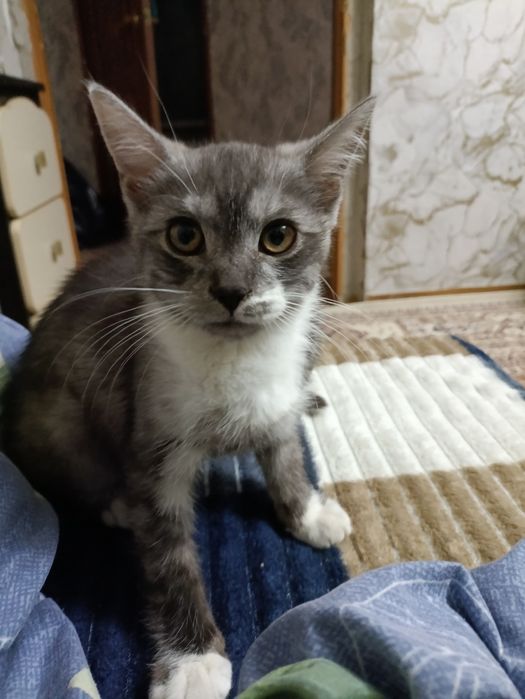 Срочно ищу хорошие руки котятам