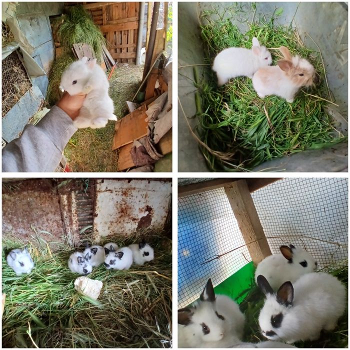Iepuri mini toy puisori mici pitici