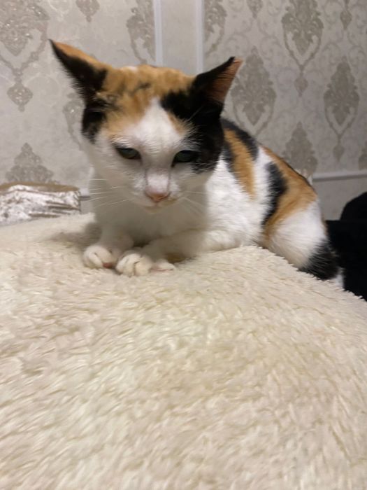 Отдам котёнка и кошелёк в добрые рукм