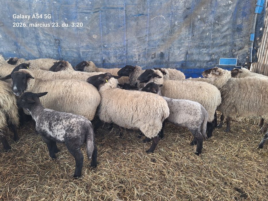 Miei suffolk  de pasti