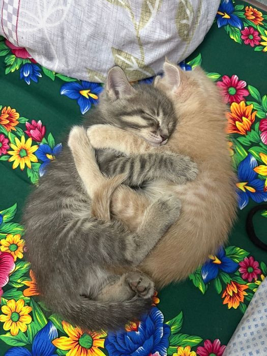 Котята в хорошие руки
