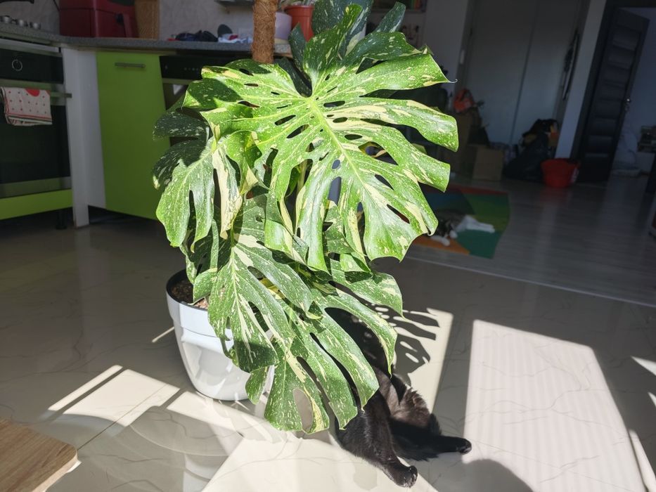 Monstera Thai Constelation