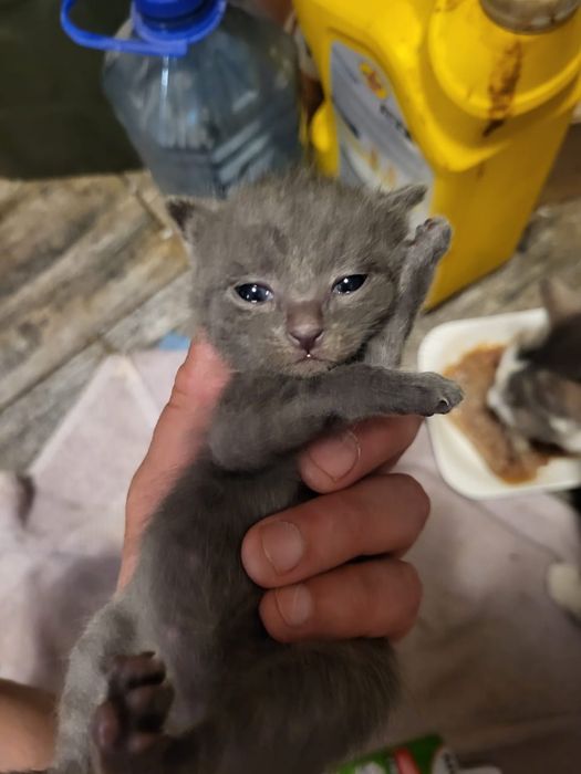 Отдам в любящие руки девочку