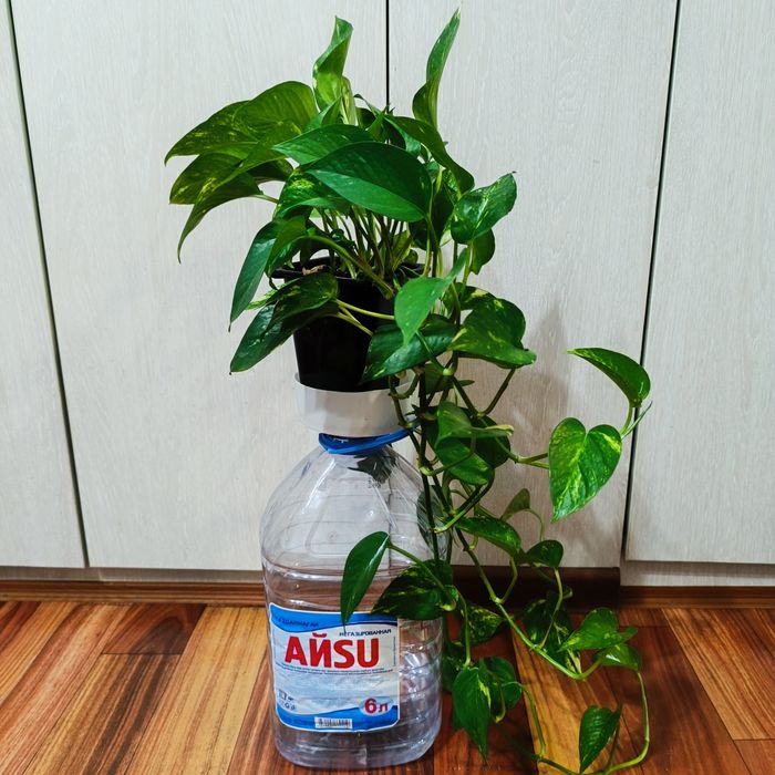 Комнатные растения -Эпипремнум