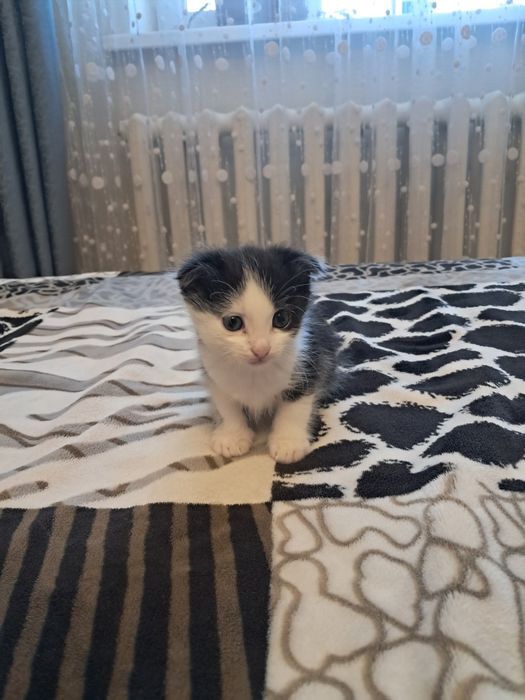 Отдам катят в хорошие руки, за символическую плату