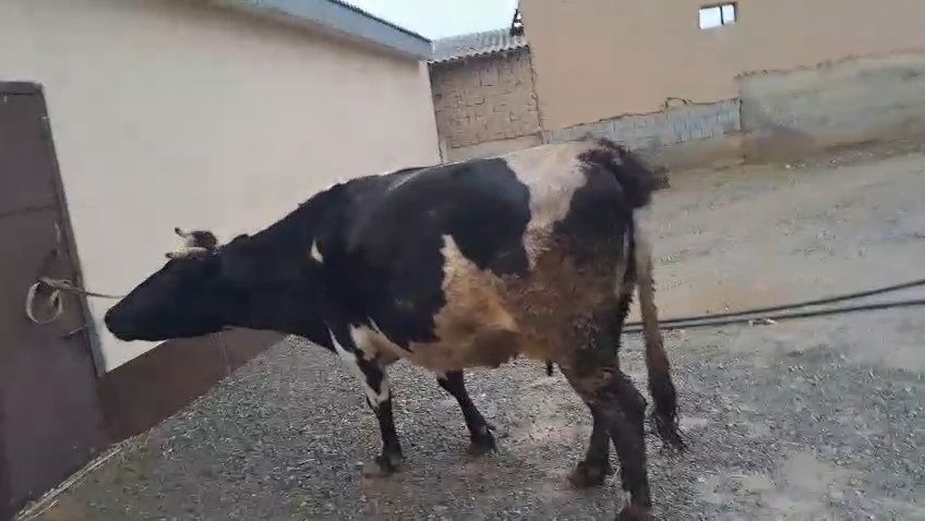 Карова сигар сатылады