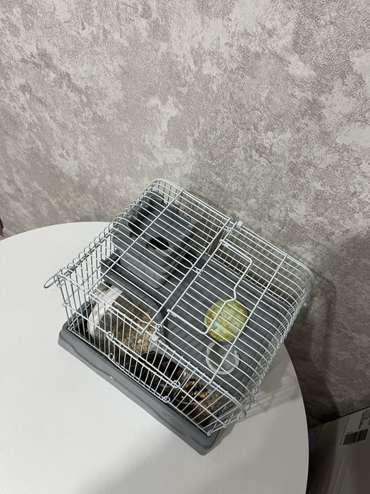 Продам хомячка с клеткой